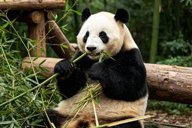 Chengdu